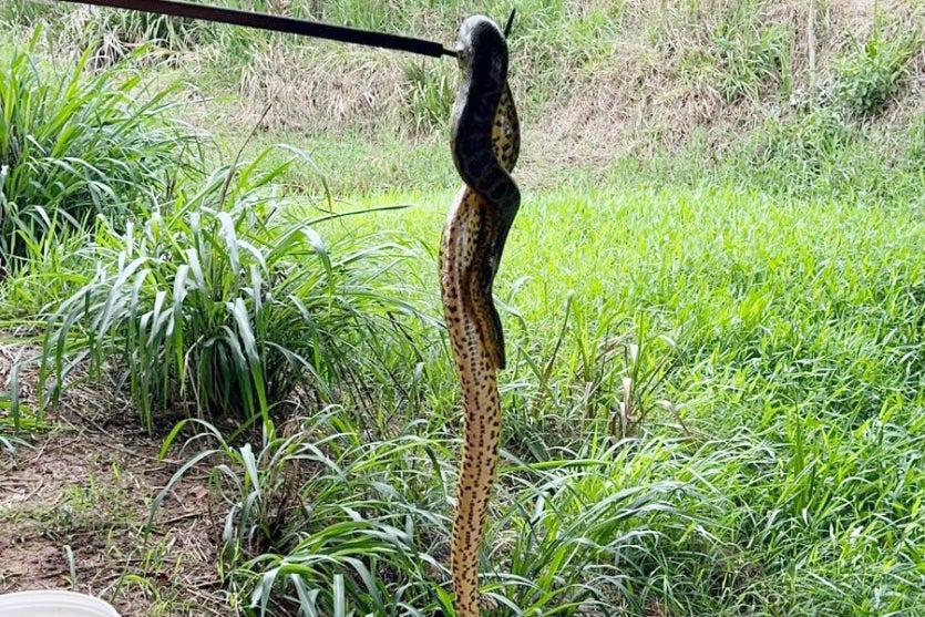 Jiboia 2 Iat Umuarama