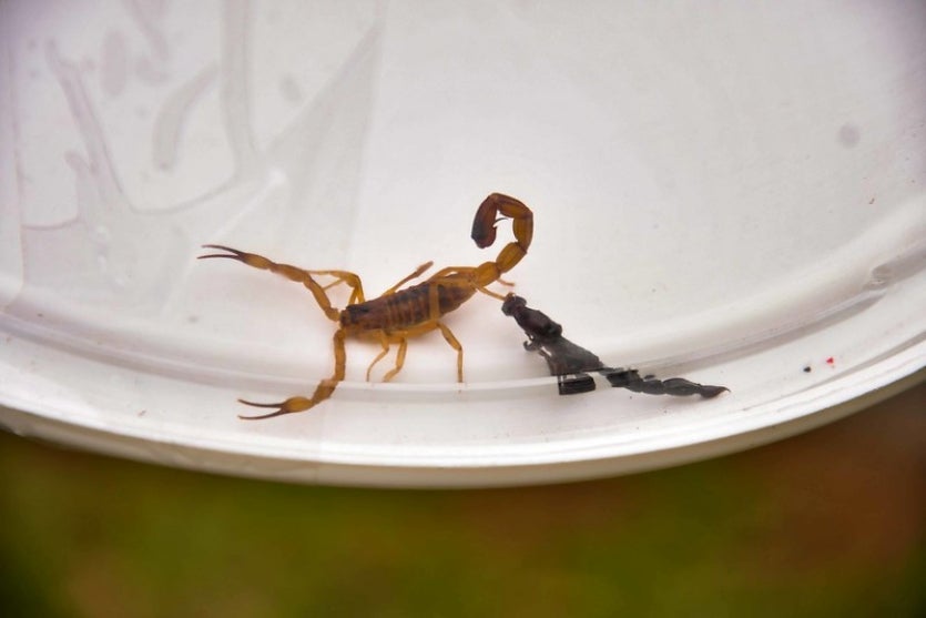 51602592528 15d0dae59e C