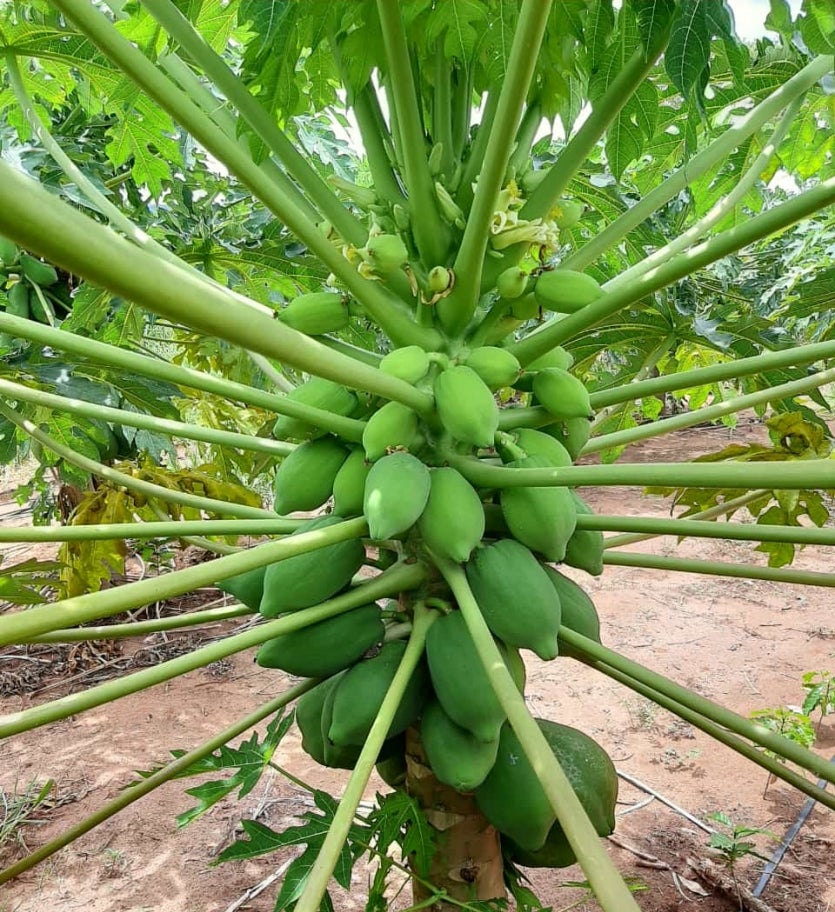 54172880250 D01845ed09 O