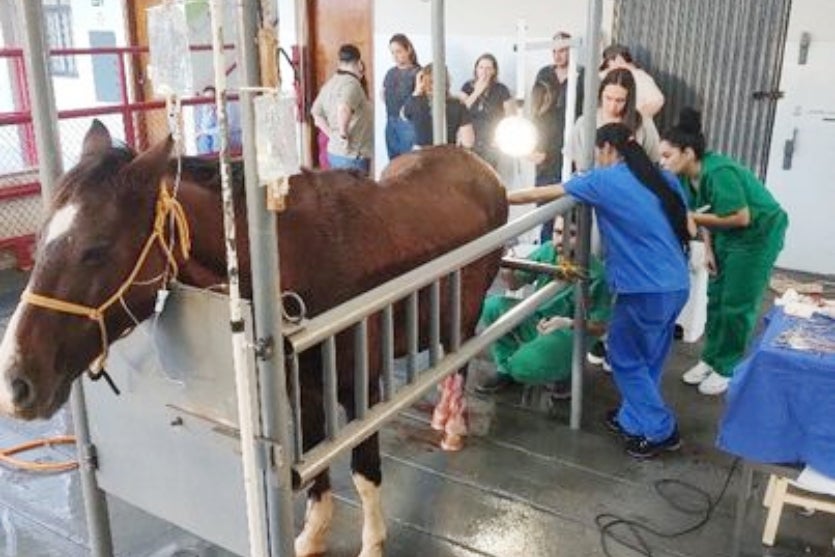 Cavalo 1.max 1024x538.format Jpeg.jpegquality 80