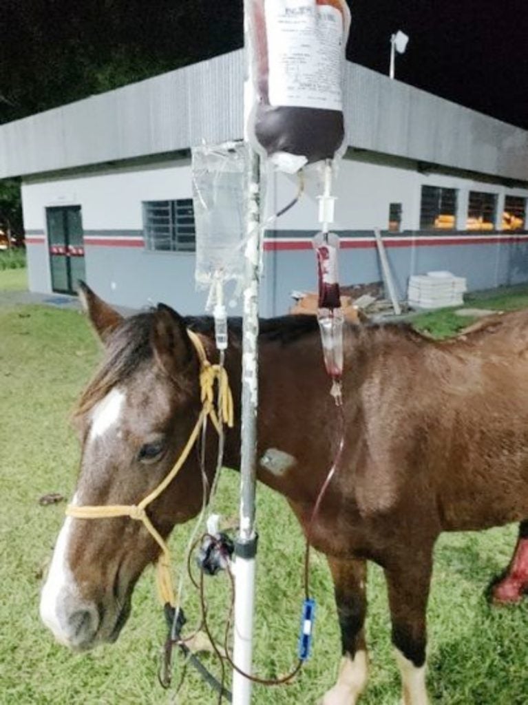 Cavalo 2.max 1024x538.format Jpeg.jpegquality 80