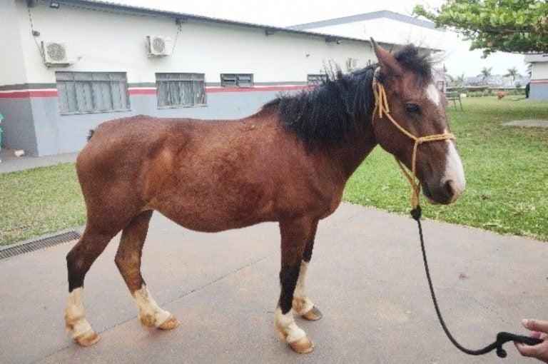 Cavalo 4.max 1024x538.format Jpeg.jpegquality 80