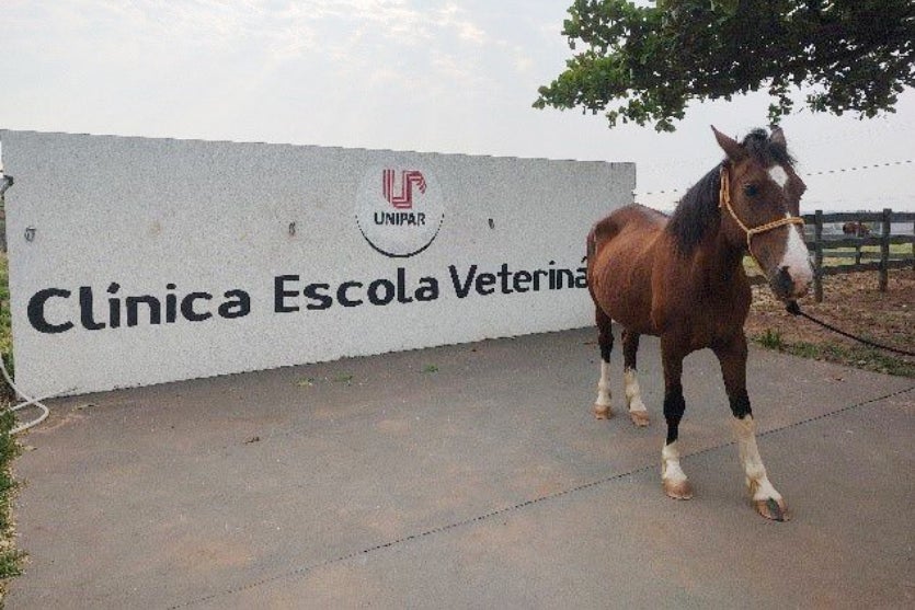 Cavalo 5.max 1024x538.format Jpeg.jpegquality 80