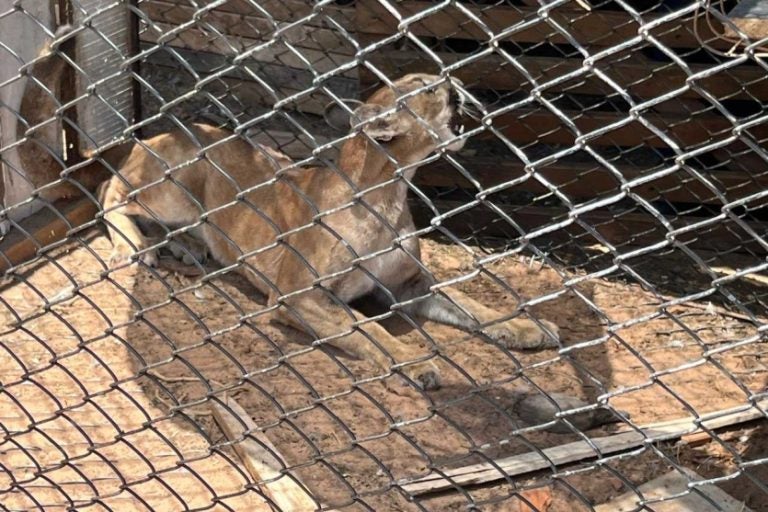 Onca Parda 1 Iat Umuarama