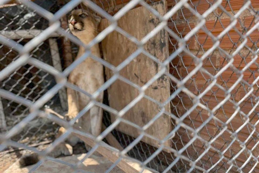 Onca Parda 2 Iat Umuarama