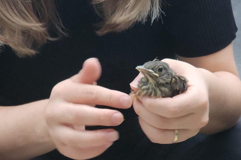 Passaro 1 Patryck Madeira Sedest