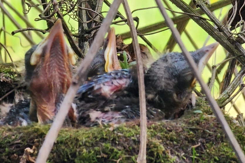 Passaro 3 Patryck Madeira Sedest