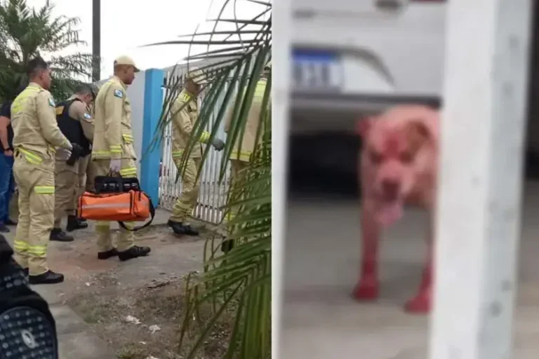 Pitbull Ataque Piraquara 960x592.jpg