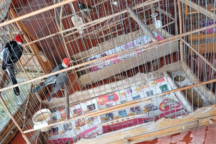 Resgate Aves 3 Iat Umuarama