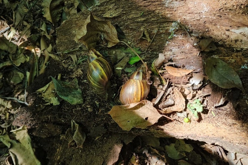 Agentes De Endemias Realizam Controle Populacional De Caramujos No Bosque Uirapuru (2)