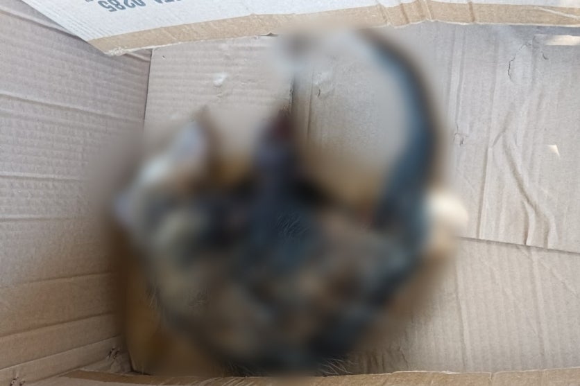 Imagem Do Whatsapp De 2024 12 29 à(s) 16.43.12 51e91c42