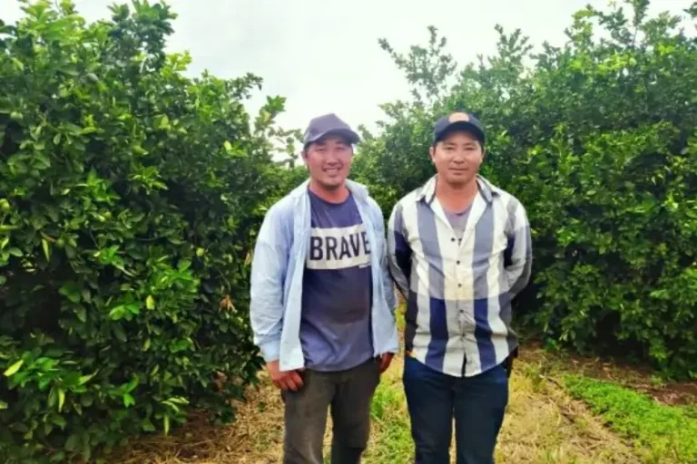 Os irmãos Hugo e Kleber Sakazaki, na lavoura de limão da família.
