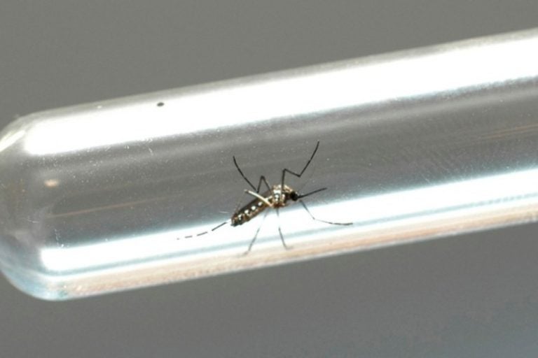 Dengue Aen Mosquito