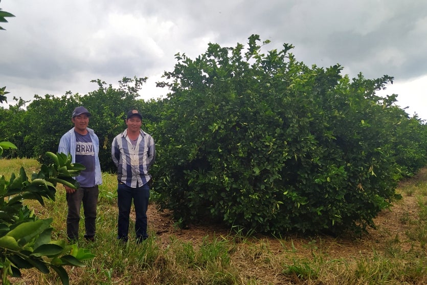 Os irmãos Hugo e Kleber Sakazaki, na lavoura da família.