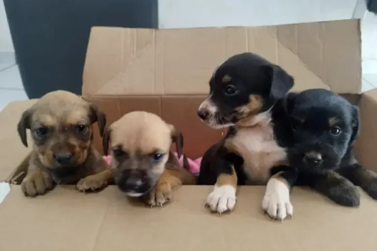 Caixa com filhotes de cachorro abandonados