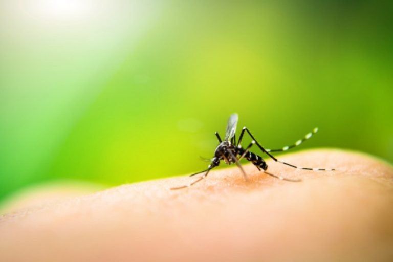 Dengue em Umuarama. Na foto, o mosquito Aedes Aegypti, causador da doença.