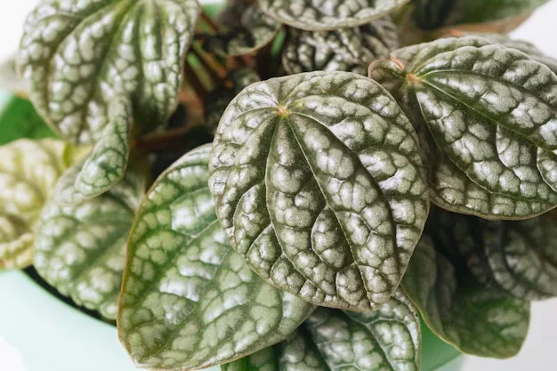 6 Dicas Primordiais Para Cultivar Peperômias (1)