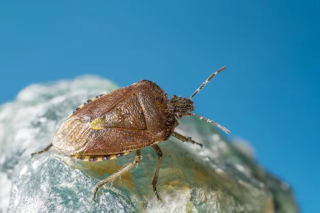 Afastando Pulgas E Carrapatos Com Cravo Da índia (1)