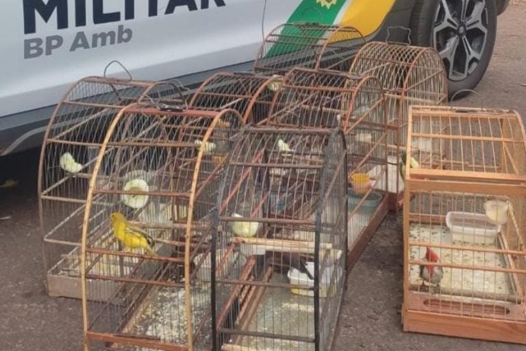 Apreensão Aves Silvestres