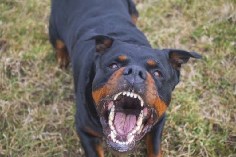 Cachorro