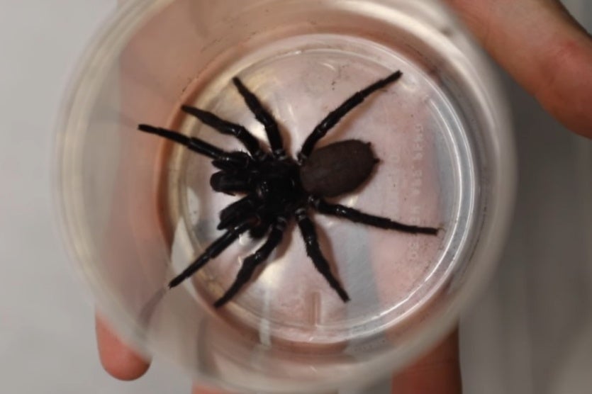  aranha-teia-de-funil dentro de um pote transparente segurado por uma mão de uma pessoa branca