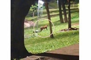 Felino não identificado caminha entre árvores do Lago Aratimbó, em Umuarama