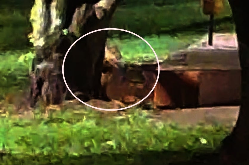 Felino é Flagrado No Lago Aratimbó (2)