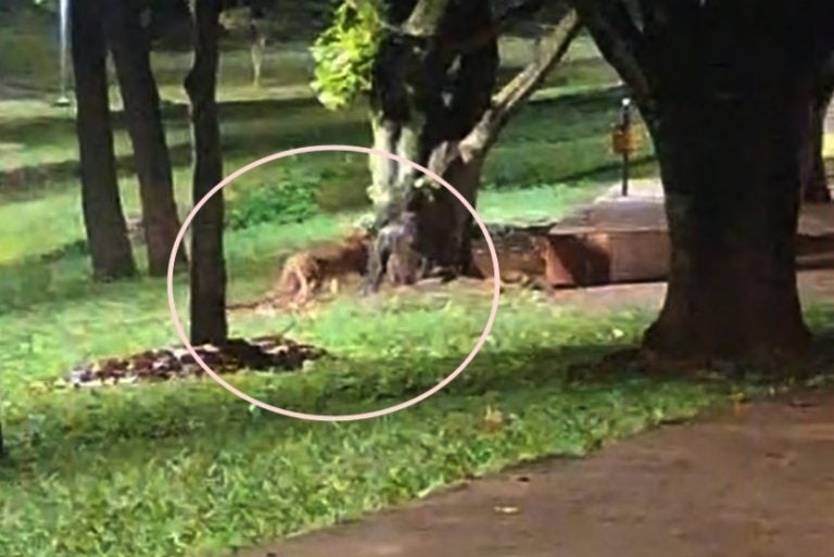 Imagem do felino visto em meio às árvores no Lago Aratimbó, em Umuarama.