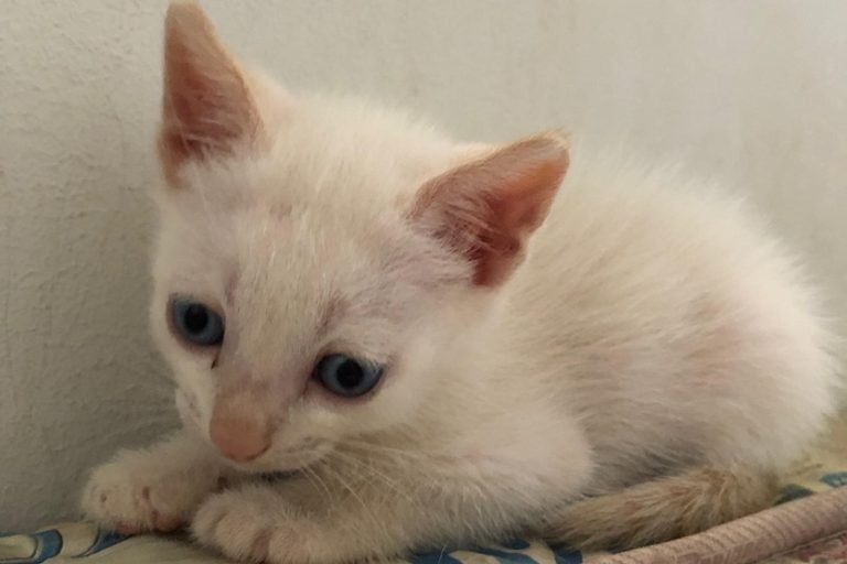 Gatinho doente, que depois acabou morrendo por ter sido envenenado