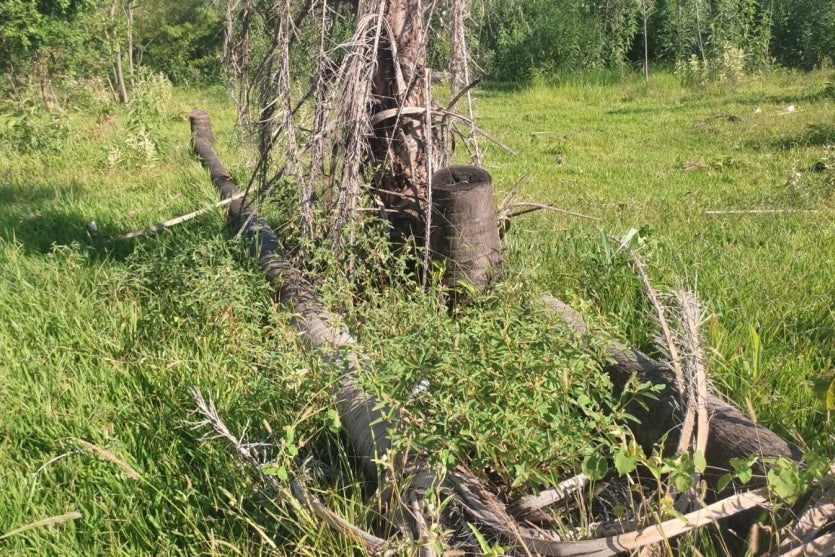 Imagem Do Whatsapp De 2025 01 15 à(s) 11.33.51 7e72fe42