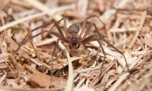 Onde A Aranha Marrom Se Esconde E Como Identificá La (1)