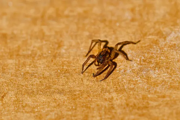 Onde A Aranha Marrom Se Esconde E Como Identificá La (2)