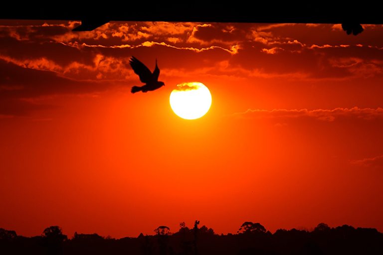 Ave voa livremente em imagem avermelhada, tendo ao fundo o Sol majestoso