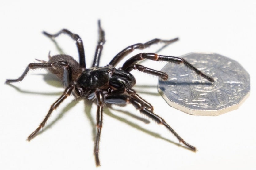  aranha-teia-de-funil ao lado de uma moeda em um fundo branco