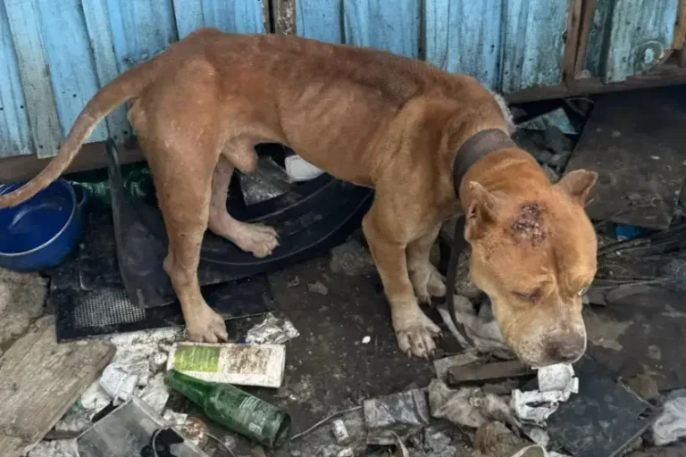 Cachorro em situação degradante de maus-tratos, acorrentado e sem alimentação