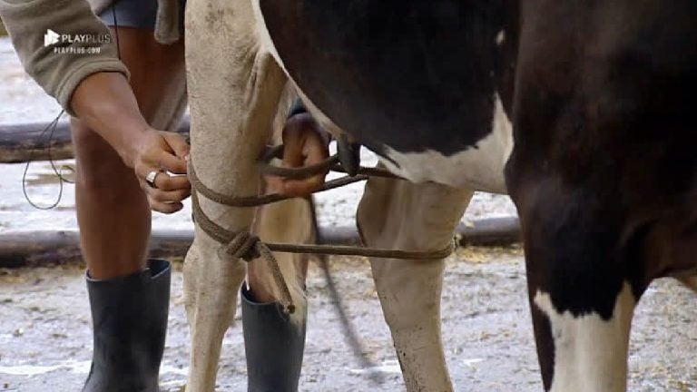 Vaca3