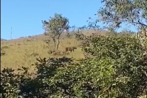 Uma onça aparece em uma pastagem com árvores