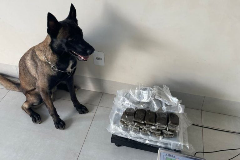 Cão Nero ao lado de Haxixe apreendido em Umuarama