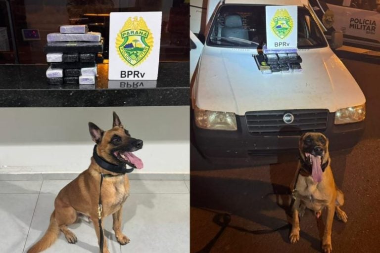 Cão Eiko ao lado dos R$ 60 mil em maconha apreendidos na PR-323.