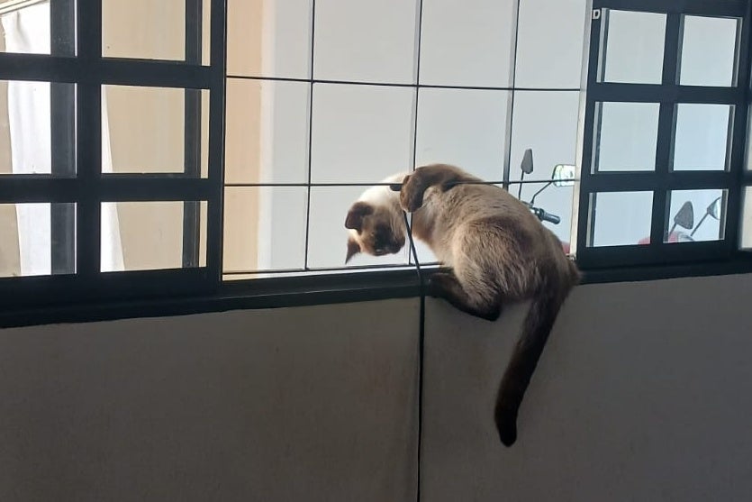 Gatos mortos envenenamento