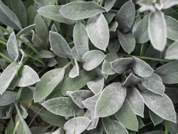 Benefícios Da Planta Peixinho Da Horta (1)