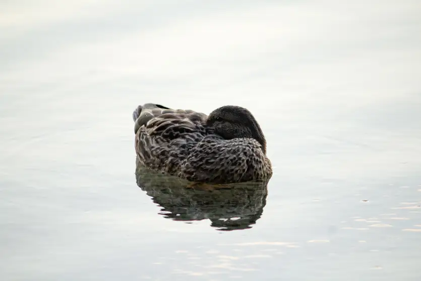 Como os animais dormem. Pato dormindo dentro de um lago.