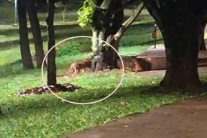 Felino No Lago Aratimbó