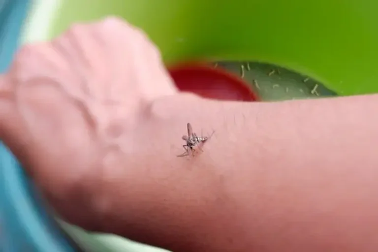 Braço de uma pessoa branca com um mosquito da dengue