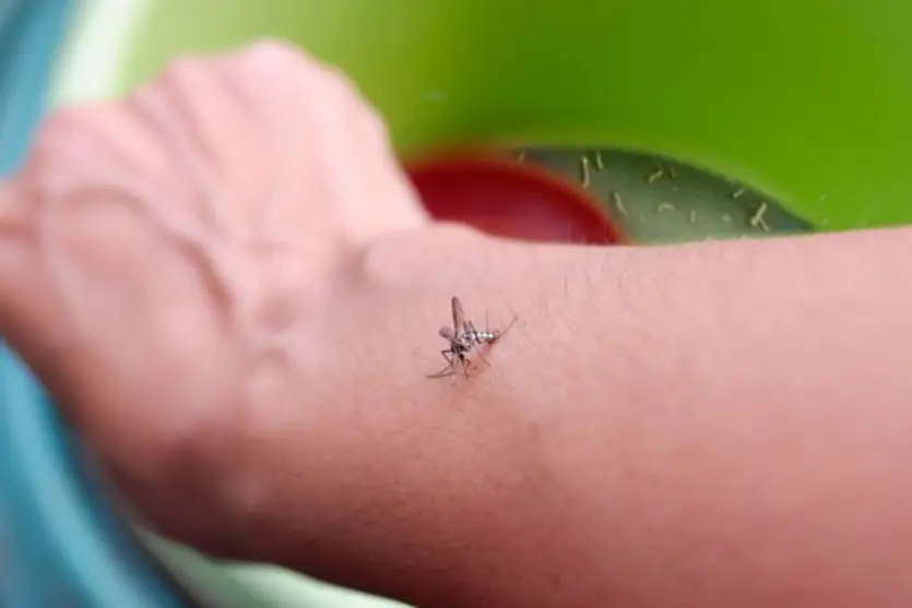 Braço de uma pessoa branca com um mosquito da dengue