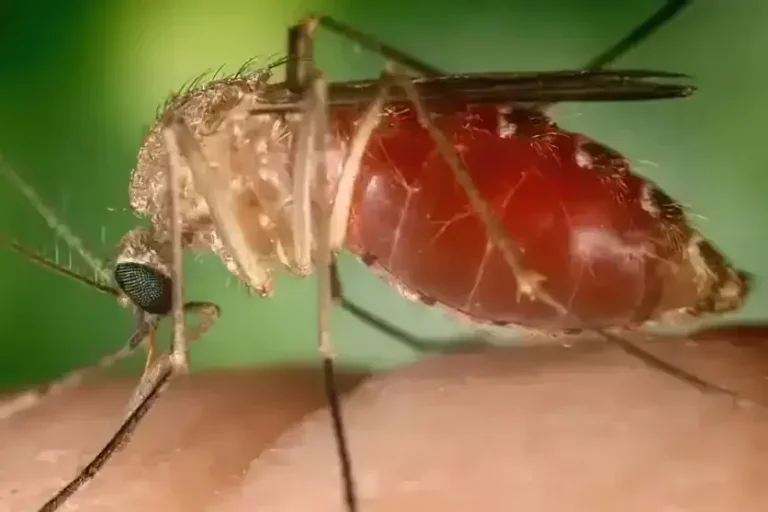 Mosquito Maruim Transmissor Oropouche