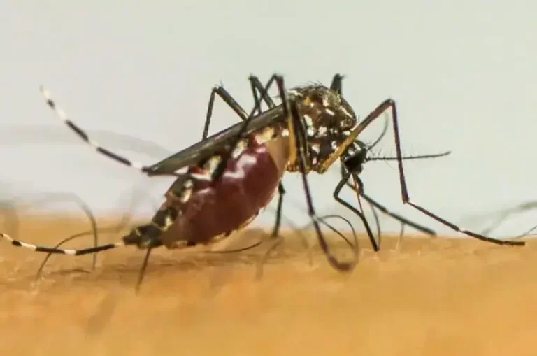 Mosquito