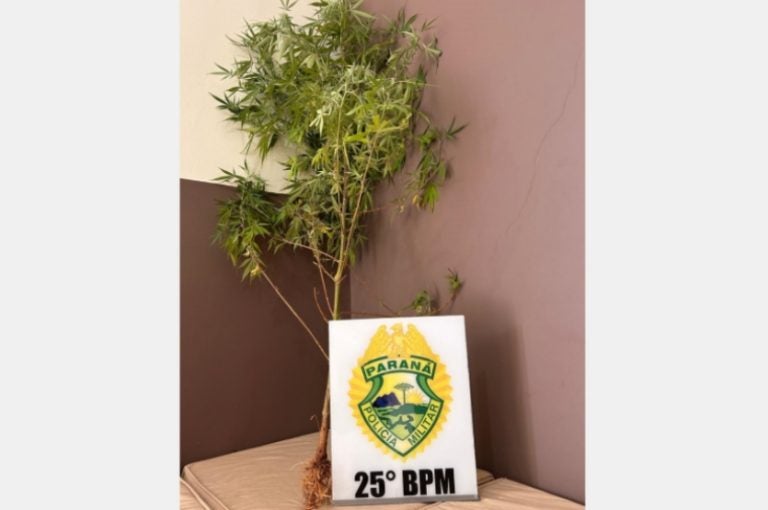 Pé De Maconha Apreendido Em Cafezal Do Sul