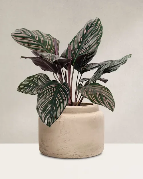Plantas De Sombra Calathea (3)