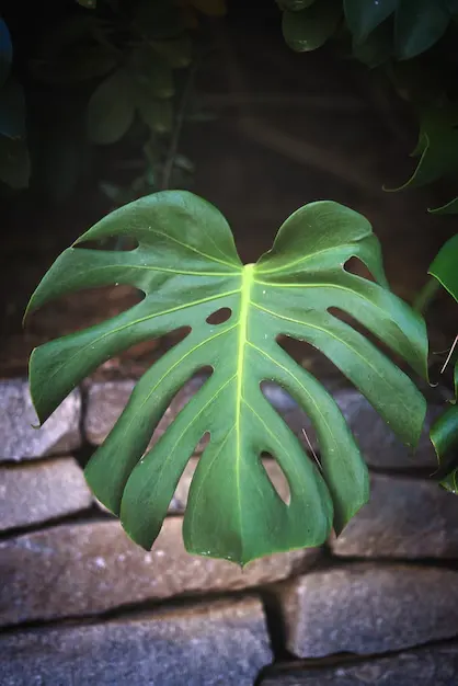 Plantas De Sombra Costela De Adão (1)
